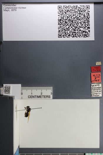 Media type: image;   Entomology 568810